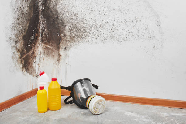 Best Mold Damage Repair  in Norway, MI