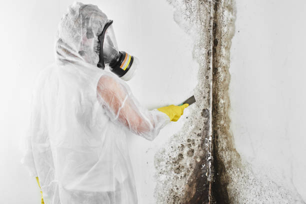 Certified Mold Removal in Norway, MI