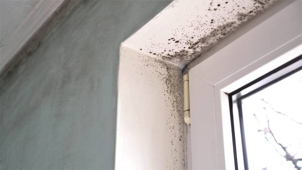 Office Mold Removal Services in Norway, MI