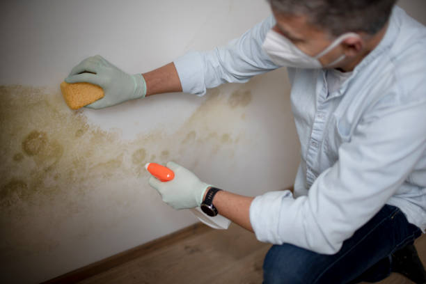 Best Mold Testing  in Norway, MI