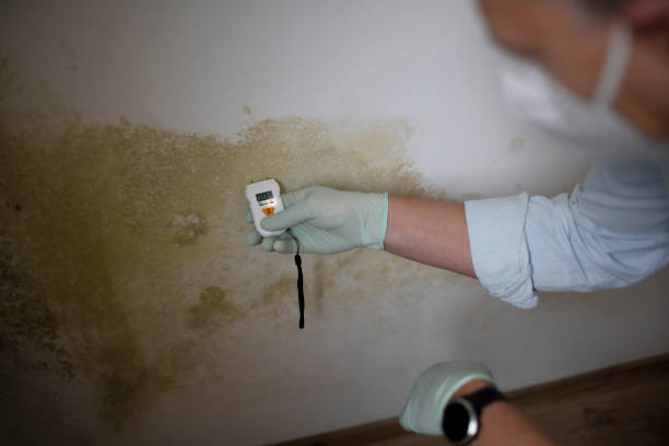 Best Commercial Mold Removal  in Norway, MI