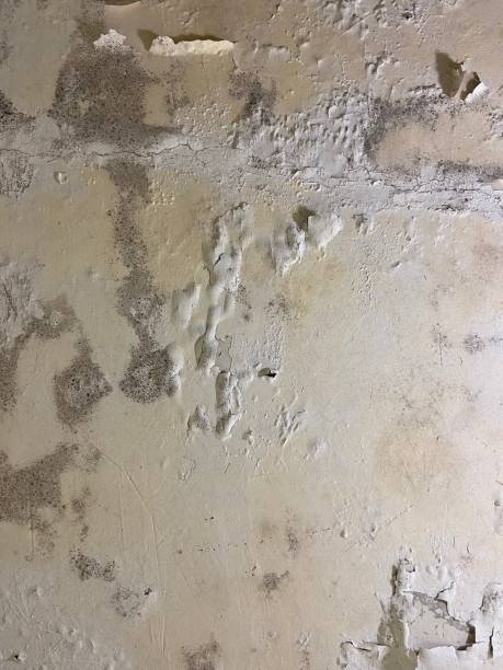 Office Mold Removal Services in Norway, MI