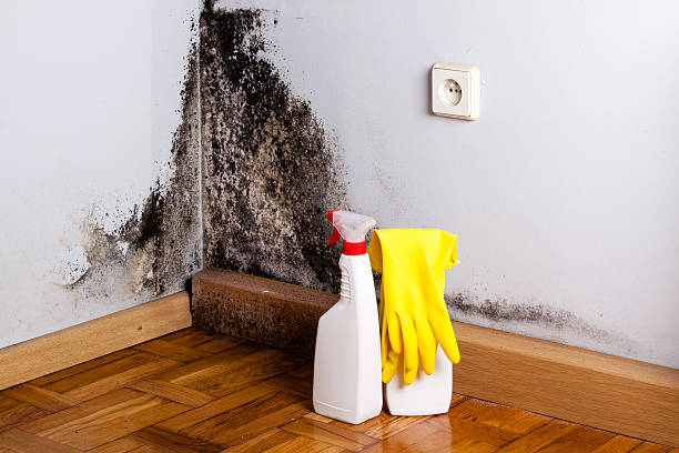 Best Certified Mold Removal  in Norway, MI